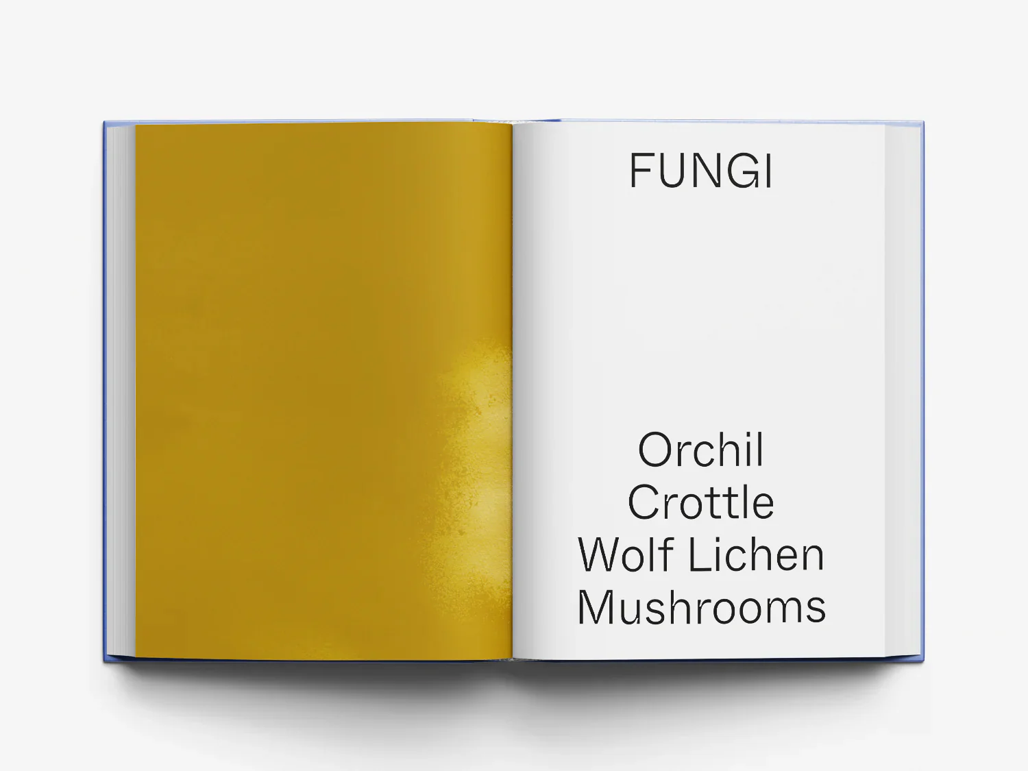 In Pursuit of Color - Image 5