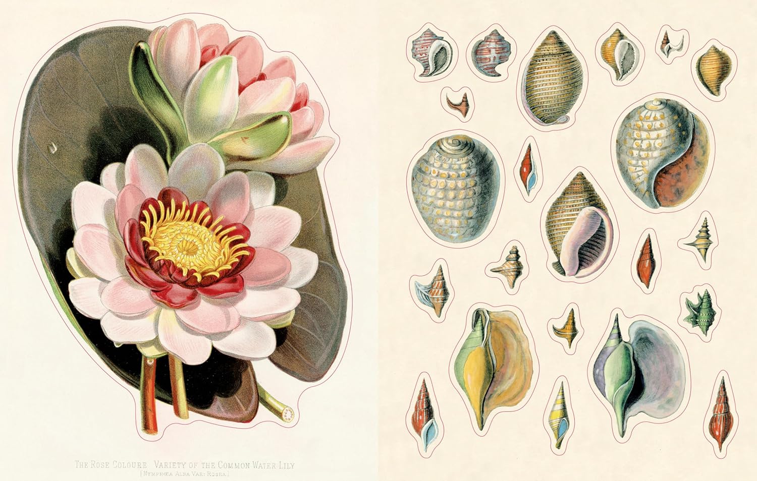 John Derian Sticker Book II - Image 7